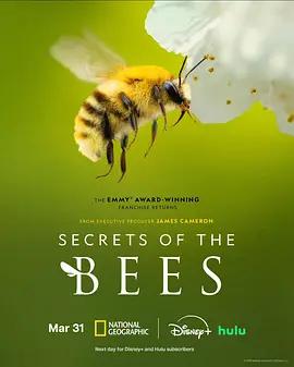 蜜蜂的秘密(Secrets of the Bees)